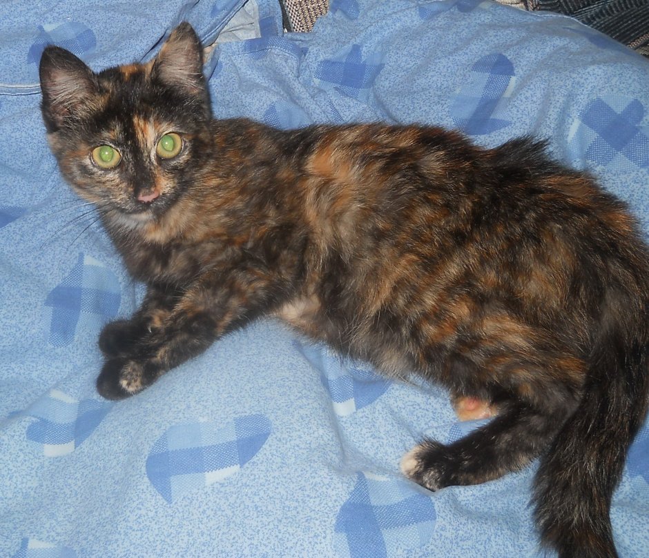 Манчкин черепаховый окрас