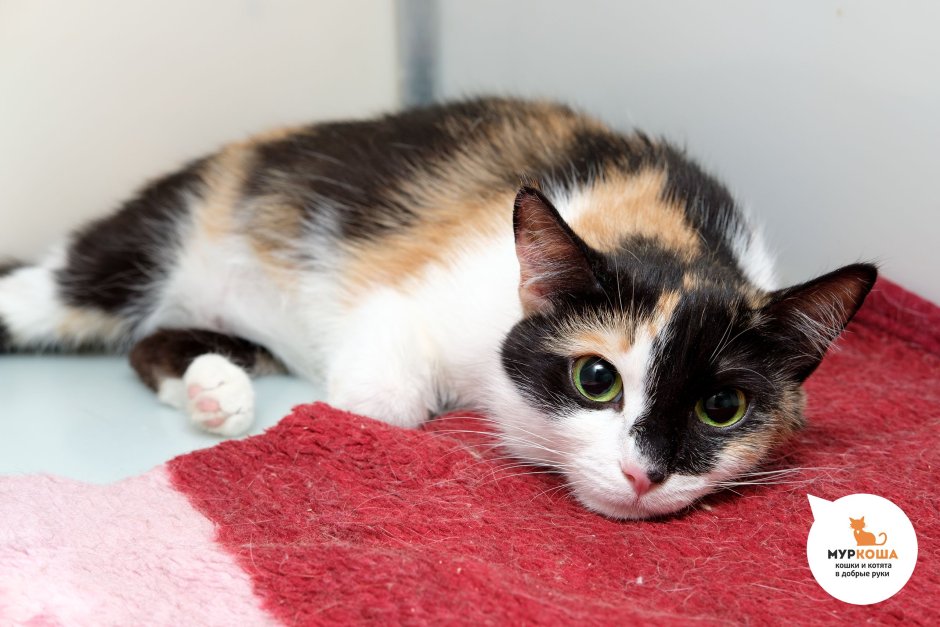 Черепаховый окрас Калико