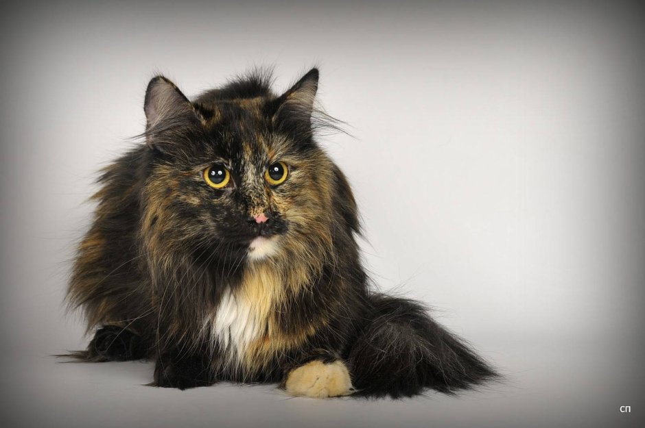 Сибирская кошка трехцветная короткошерстная