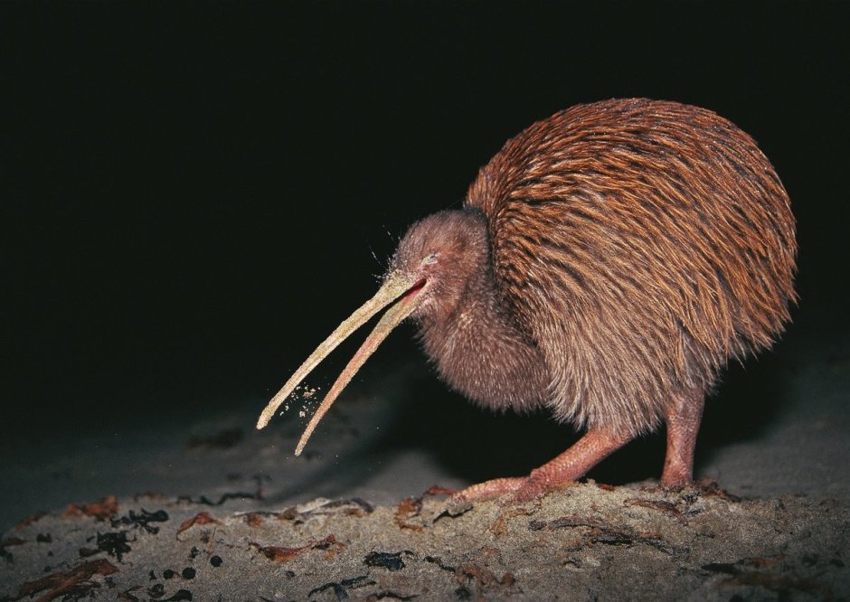 Apteryx haastii