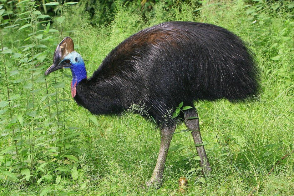 Шлемоносный казуар (casuarius casuarius);