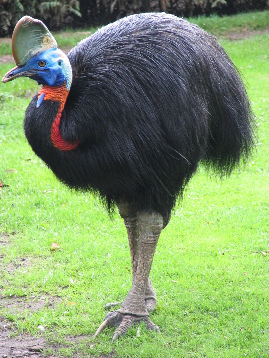Casuarius casuarius