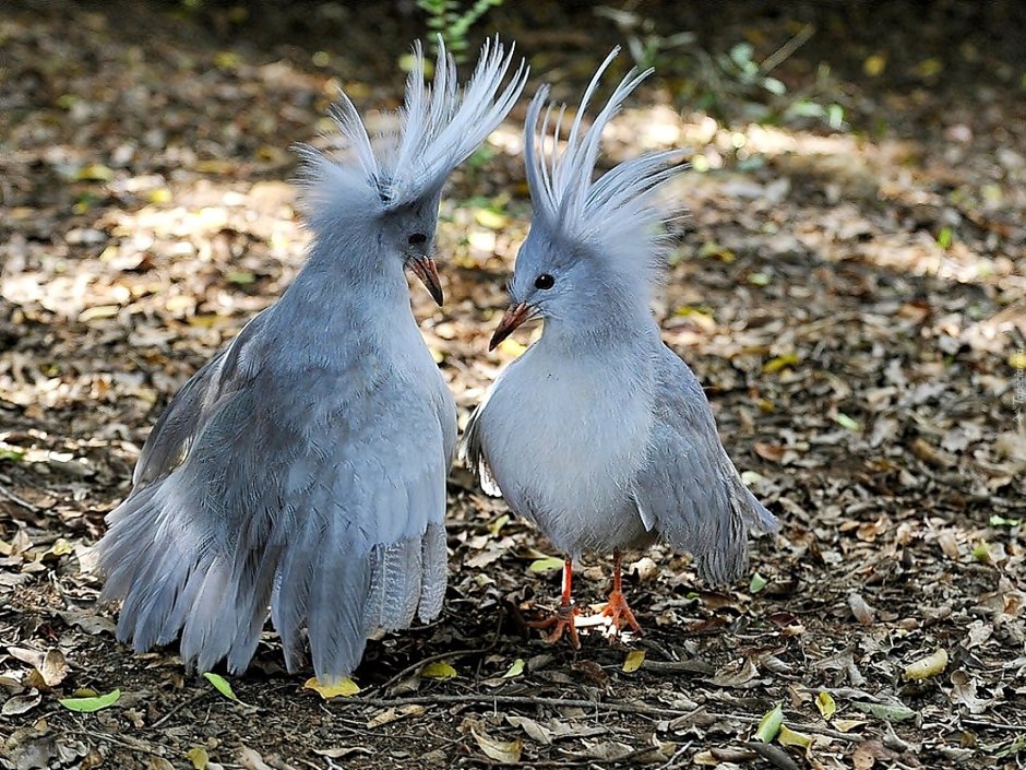 Кагу (Rhynochetos jubatus)