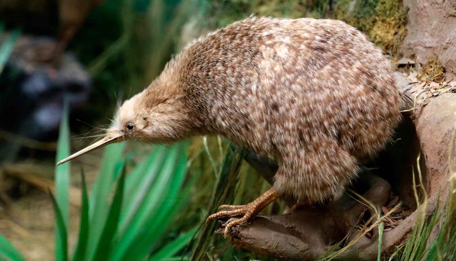 Apteryx owenii