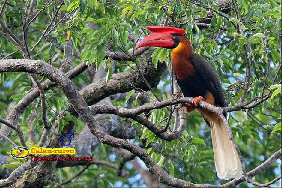 Hornbill Rufous