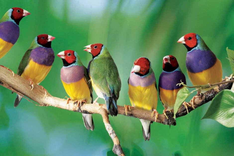 Gouldian Finch птица по-русски