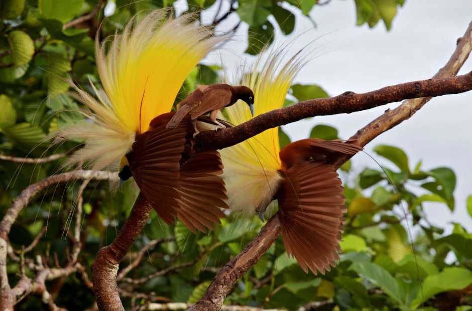 Paradisaea Rudolphi