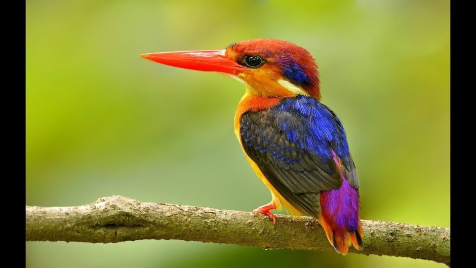 Kingfisher Sri Lanka
