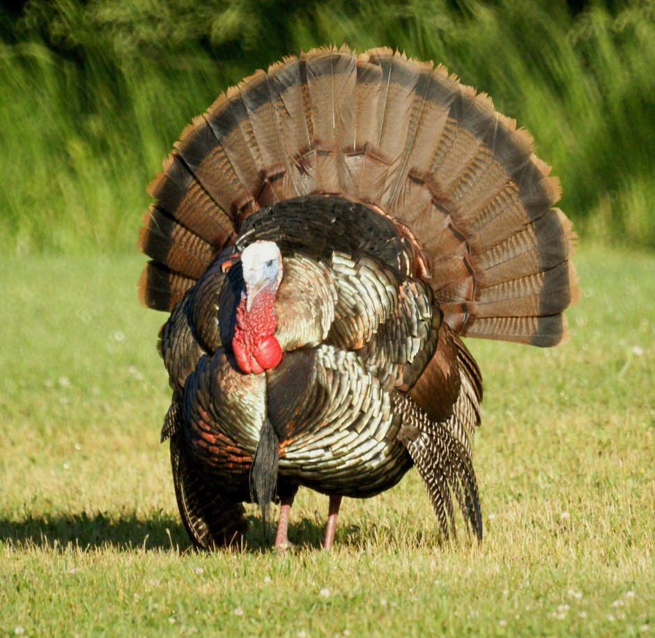 Turkey индюк