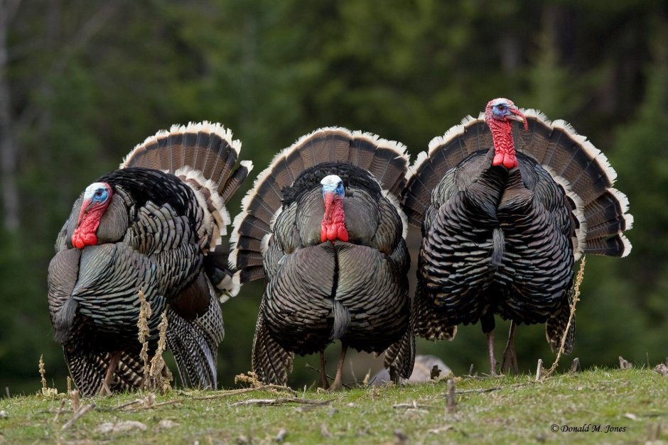Wild Turkey индюк