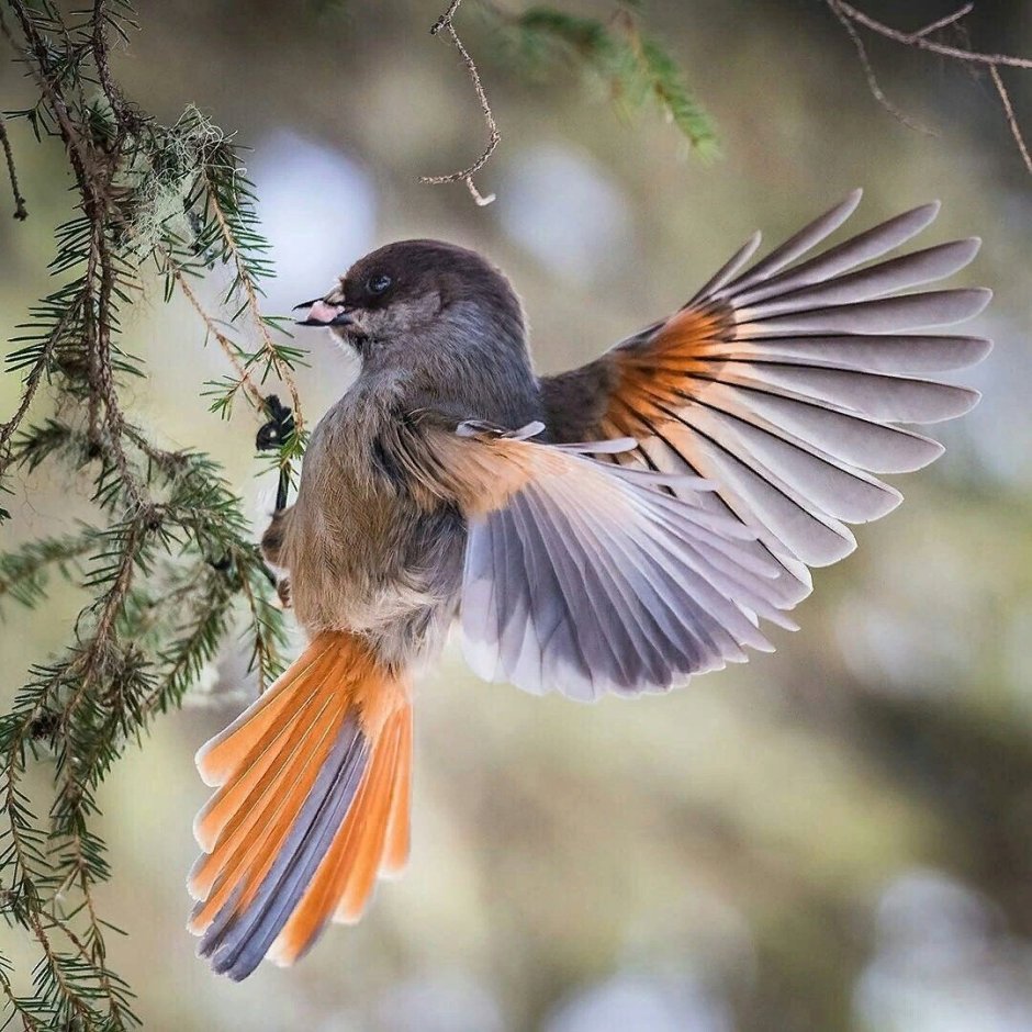 Сойка garrulus glandarius