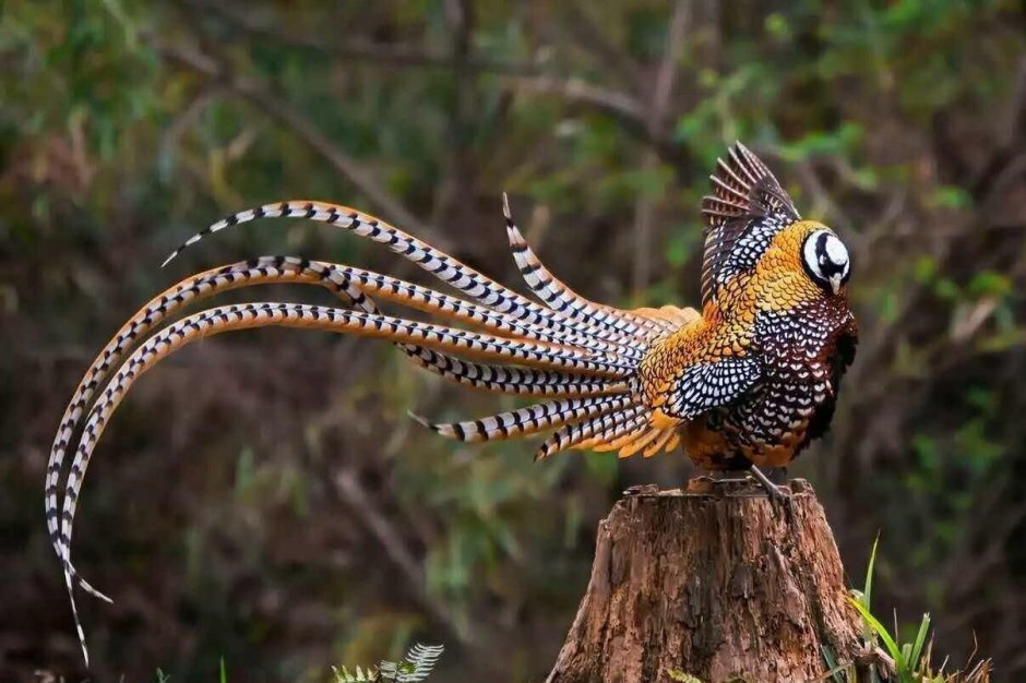 Garrulus lanceolatus гималайская Сойка