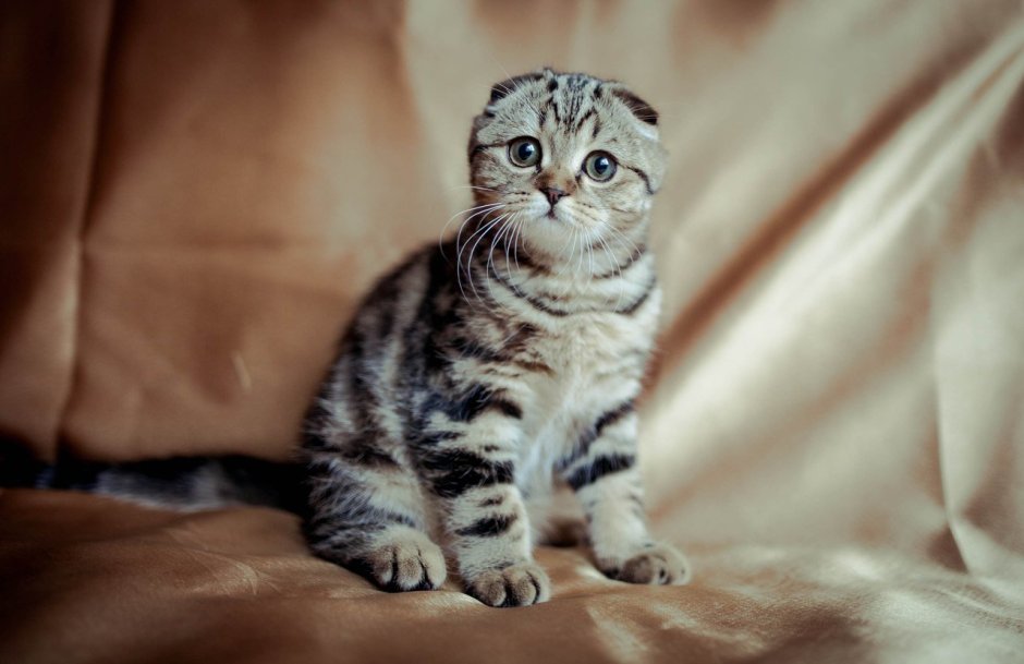 Шотландский вислоухий кот полосатый