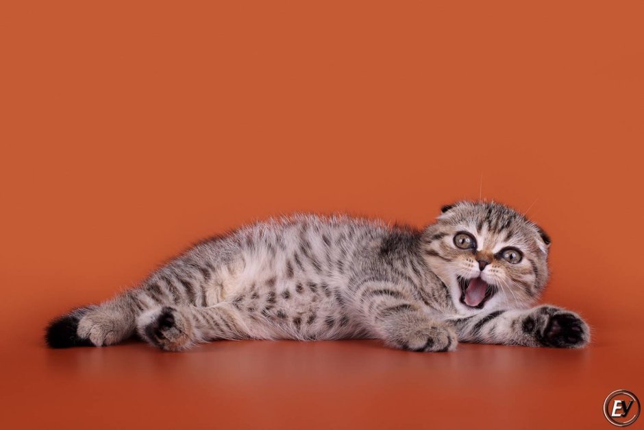 Котики обормотики