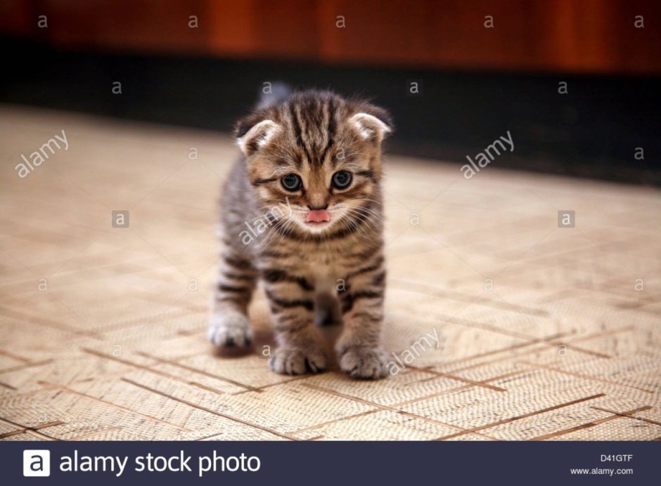 Скоттиш-фолд Шотландская вислоухая