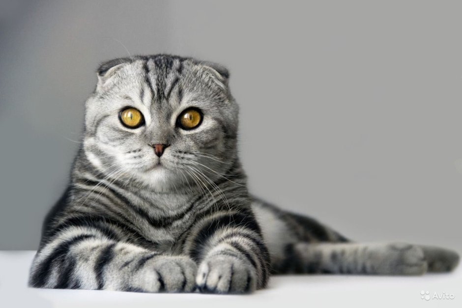 Шотландская вислоухая кошка серая
