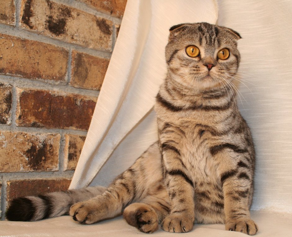 Скоттиш фолд Браун табби