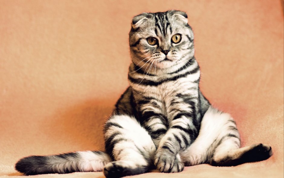 Милые Шотландские вислоухие кошки