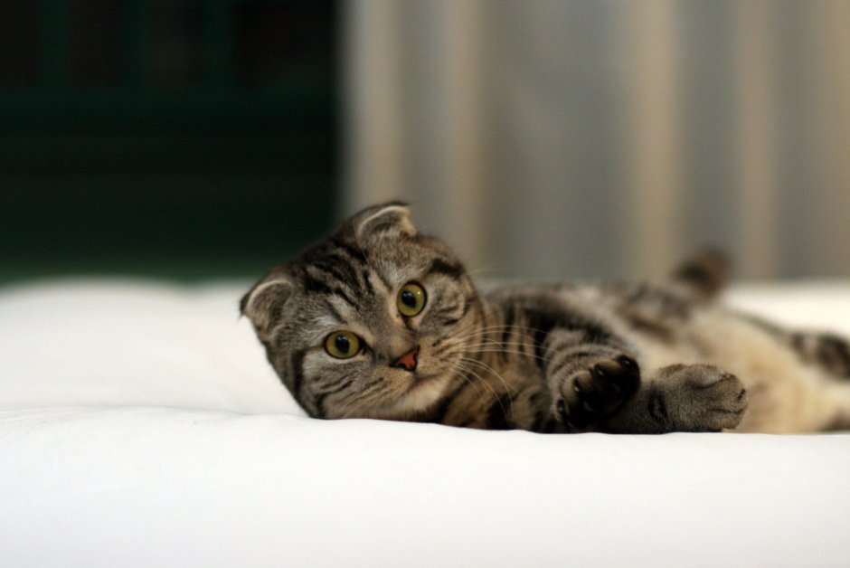 Шотландский вислоухий кот