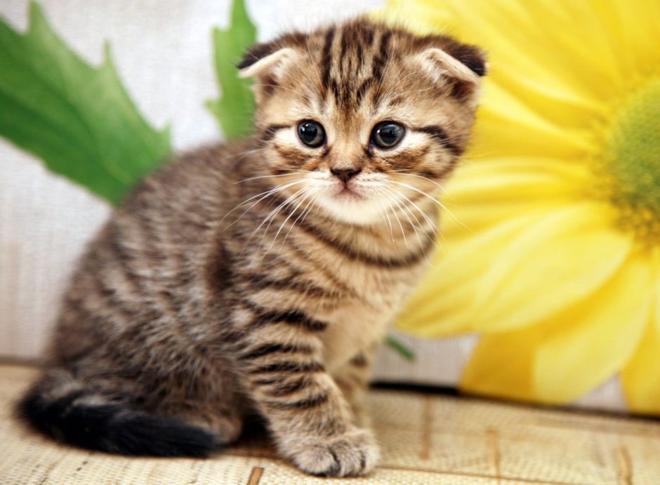 Шотландский вислоухий кот полосатый