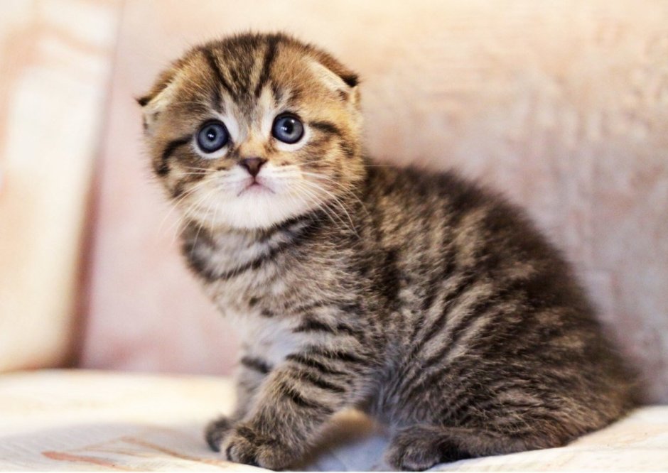 Шотландская вислоухая кошка полосатая