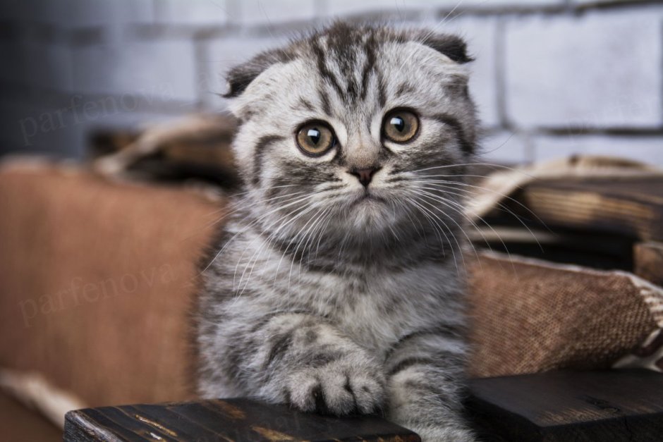 Шотландская вислоухая кошка полосатая