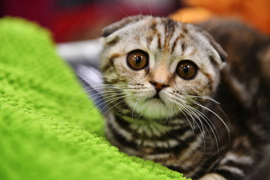 Кошки маленькие