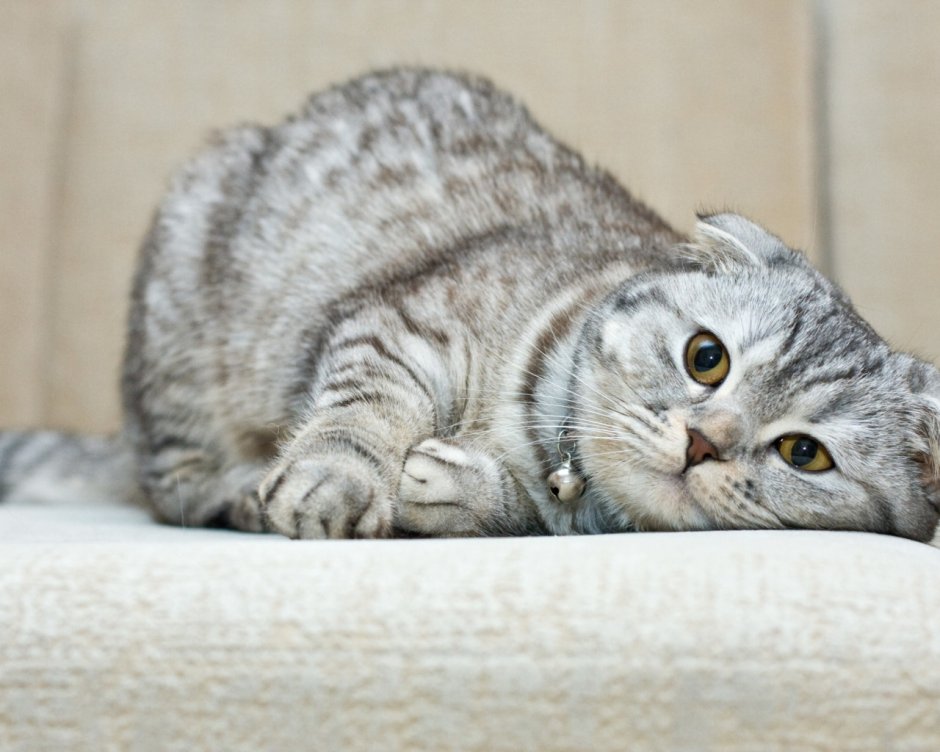 Скоттиш фолд вискас