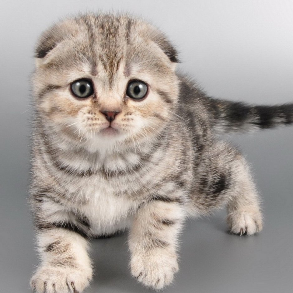 Шотландская вислоухая кошка полосатая
