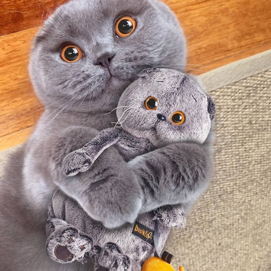 Шотландская вислоухая кошка