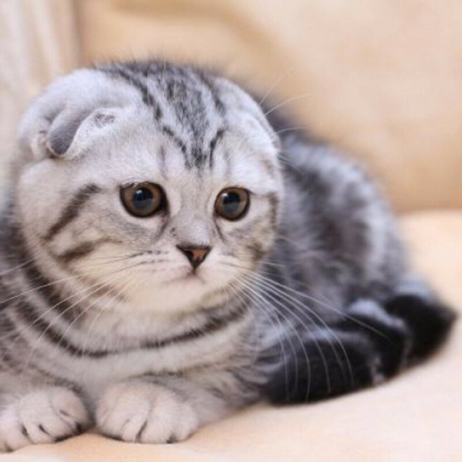Шотландская вислоухая кошка