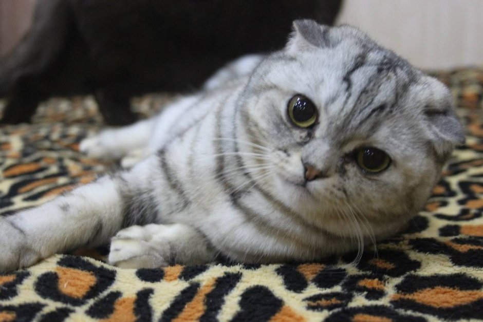 Вислоухая кошка котенок