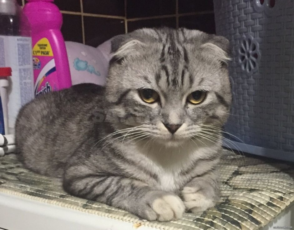 Шотландская вислоухая кошка