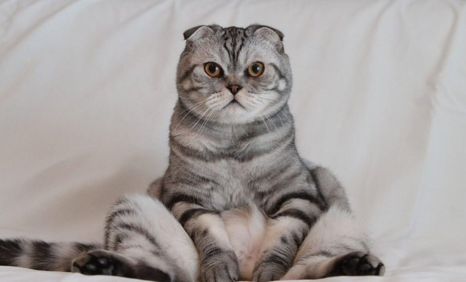 Шотландская вислоухая кошка