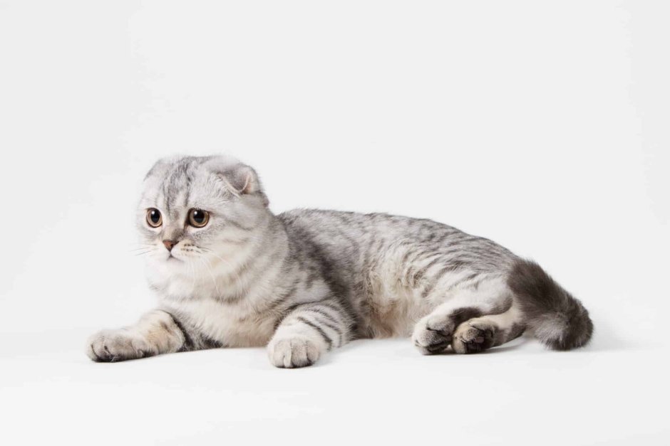 Шотландская вислоухая кошка Камышовая