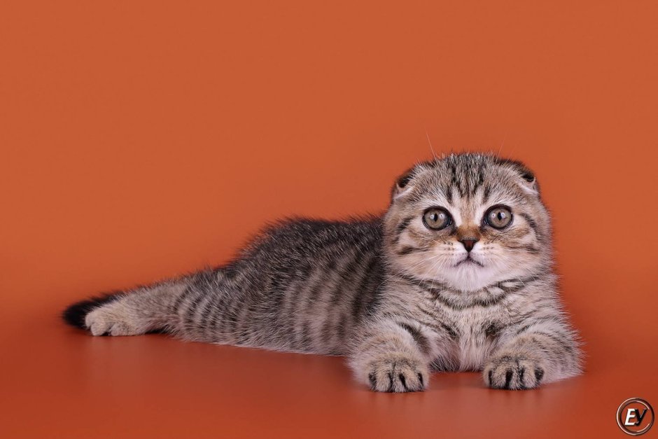 Шотландский вислоухий кот полосатый