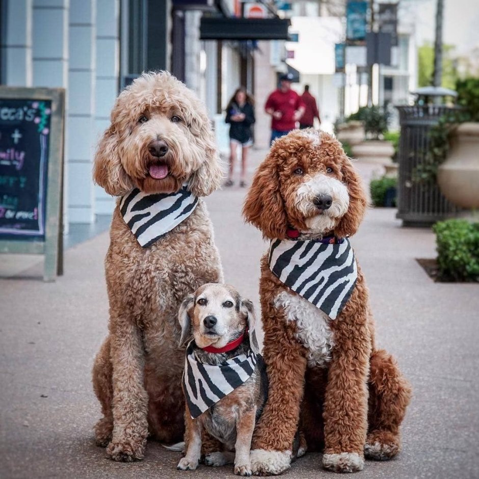 Labradoodle или Fried Chicken