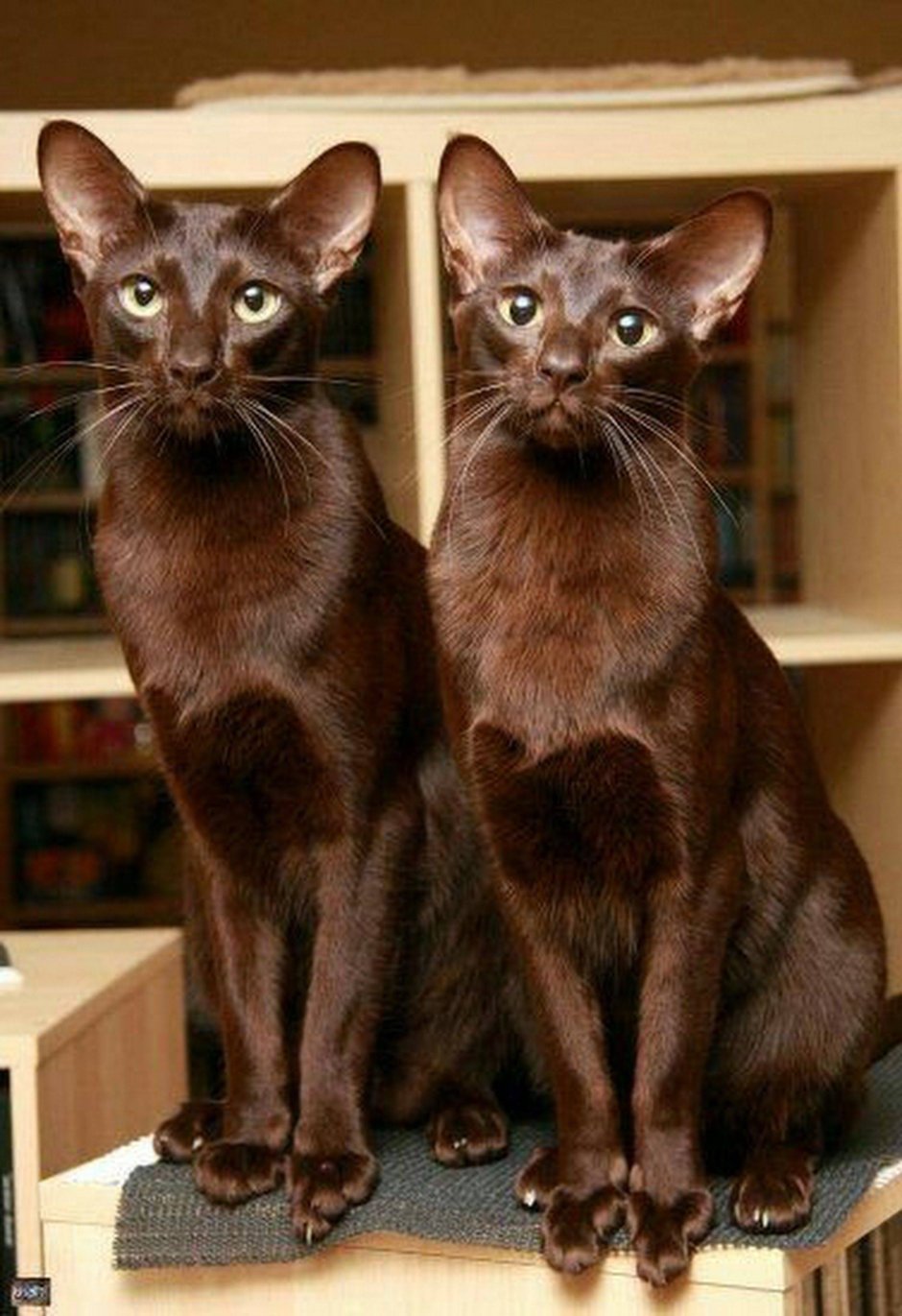 Гавана Браун кошка