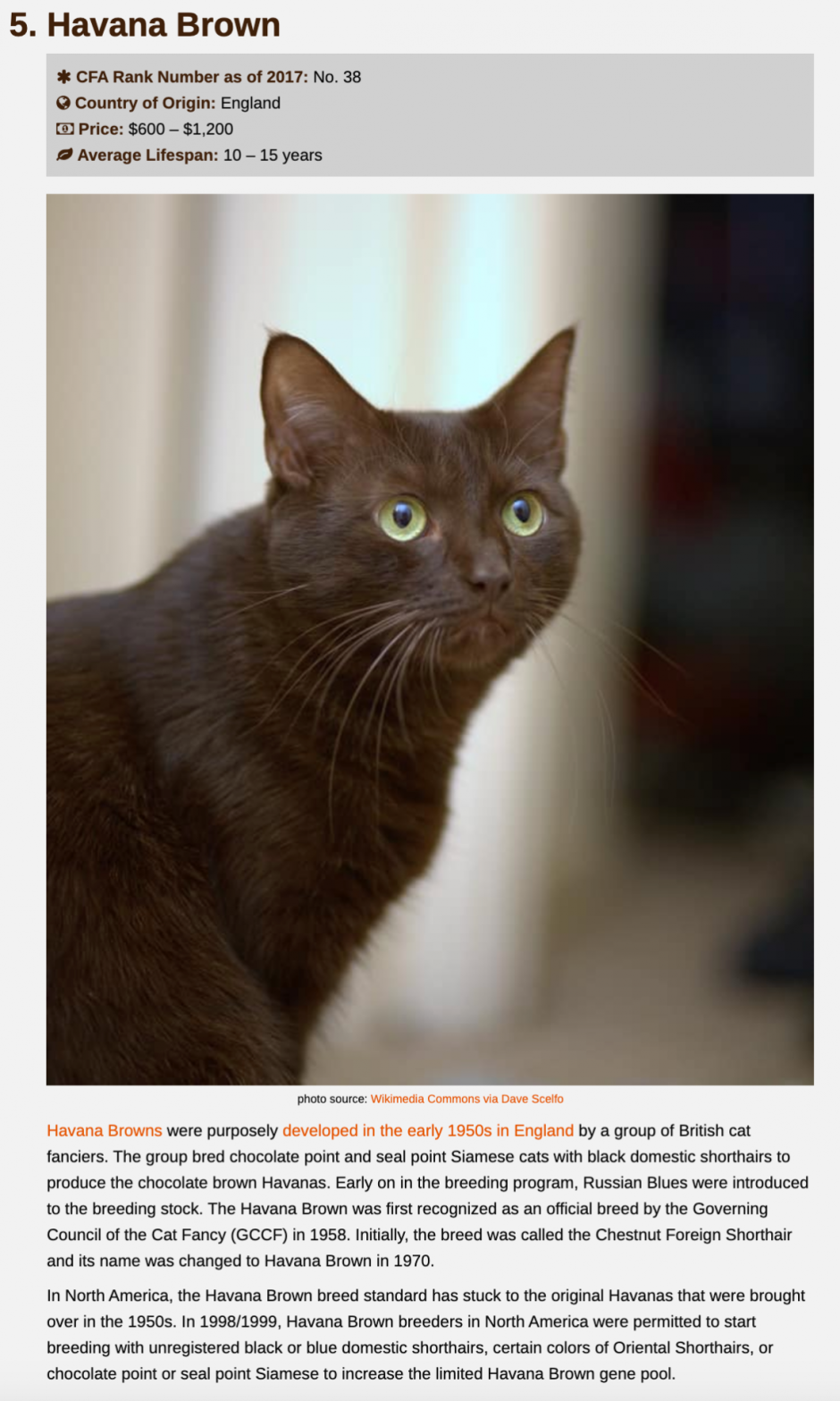 Гавана Браун Havana Brown Cat