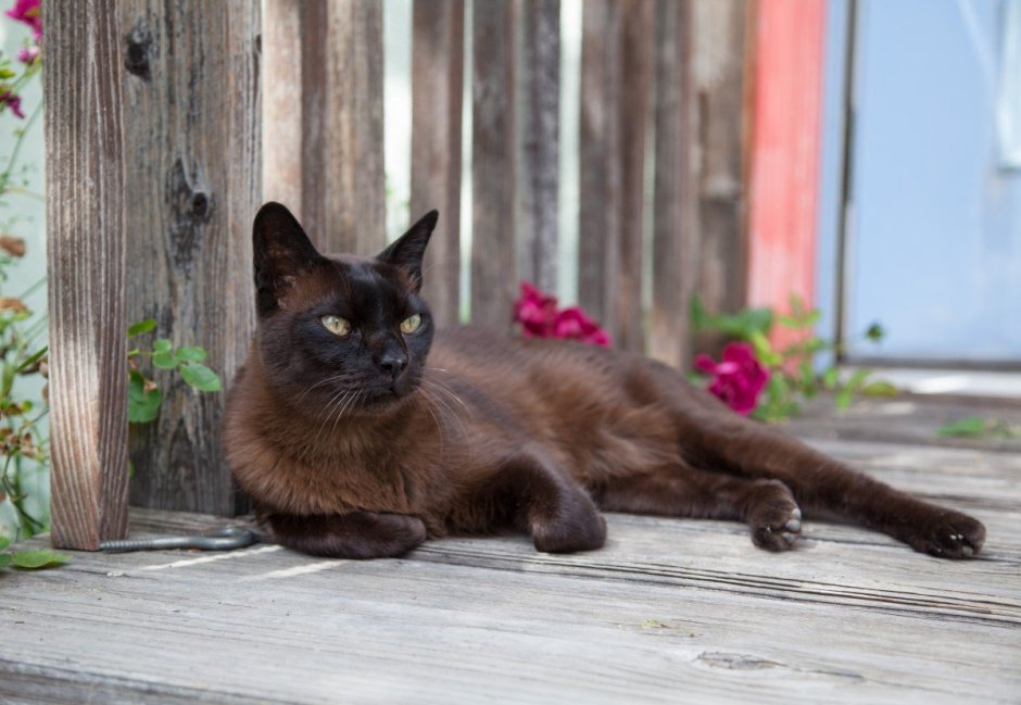 Бурманская кошка коричневая