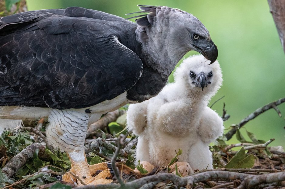 Argentavis magnificens