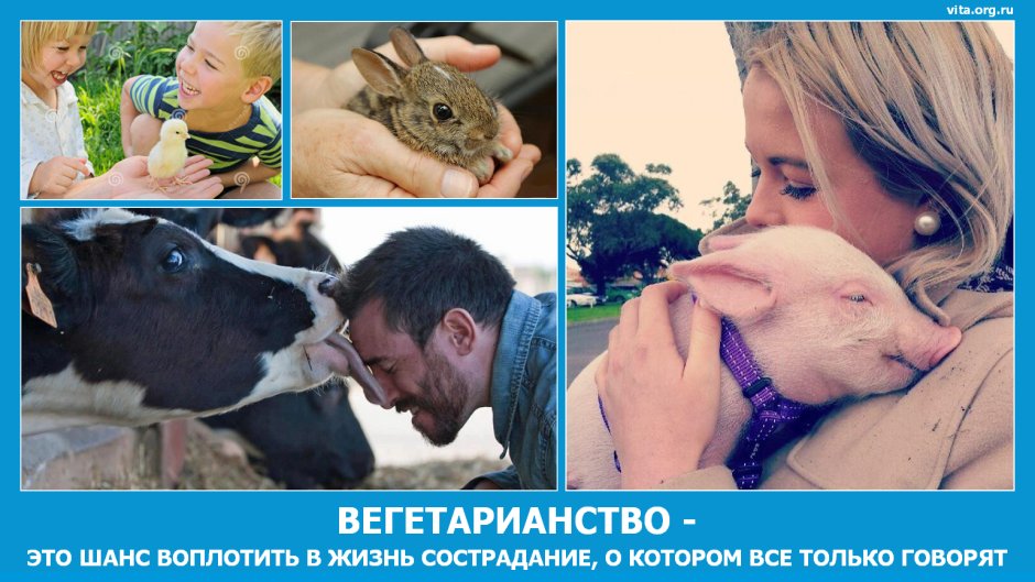 Вегетарианство демотиваторы