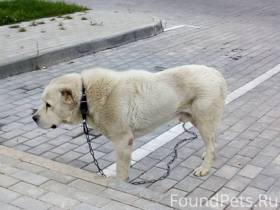 Бетон алабай гипс