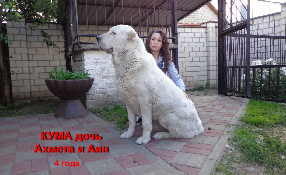 Алабай собака и дети
