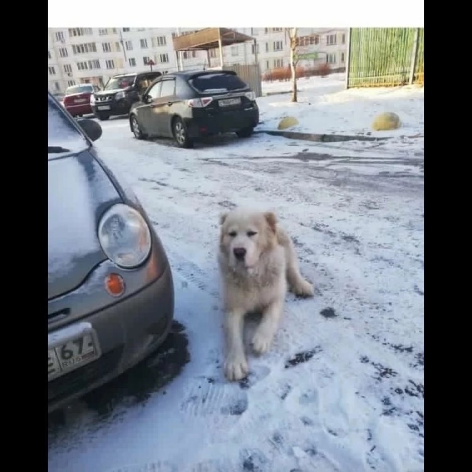 Среднеазиатских овчарок пастушьи