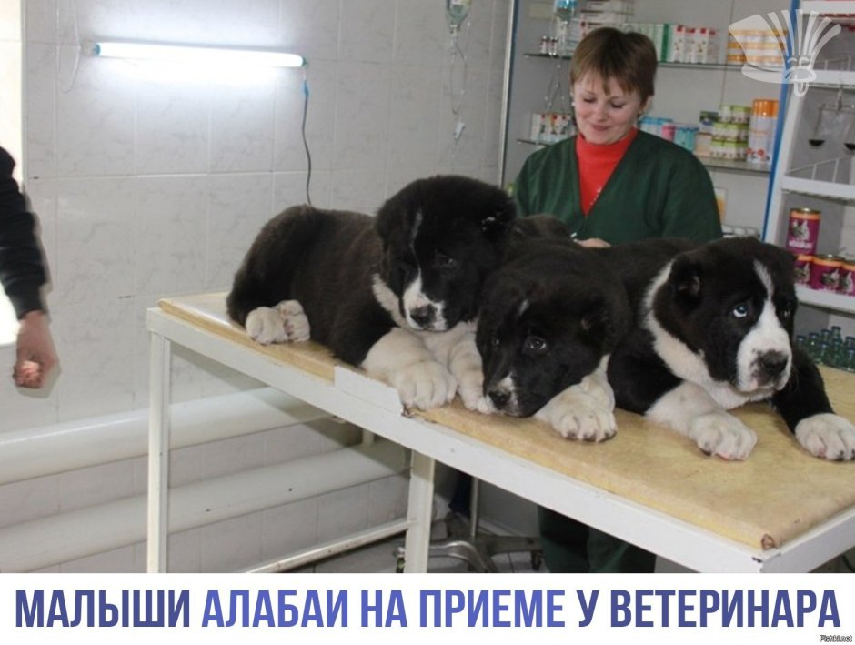 Самого самого самого сильного алабая в нашем городе