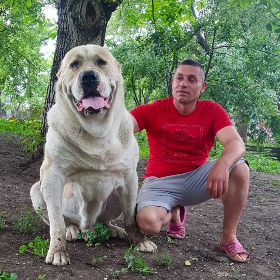 Среднеазиатская овчарка алабай папа