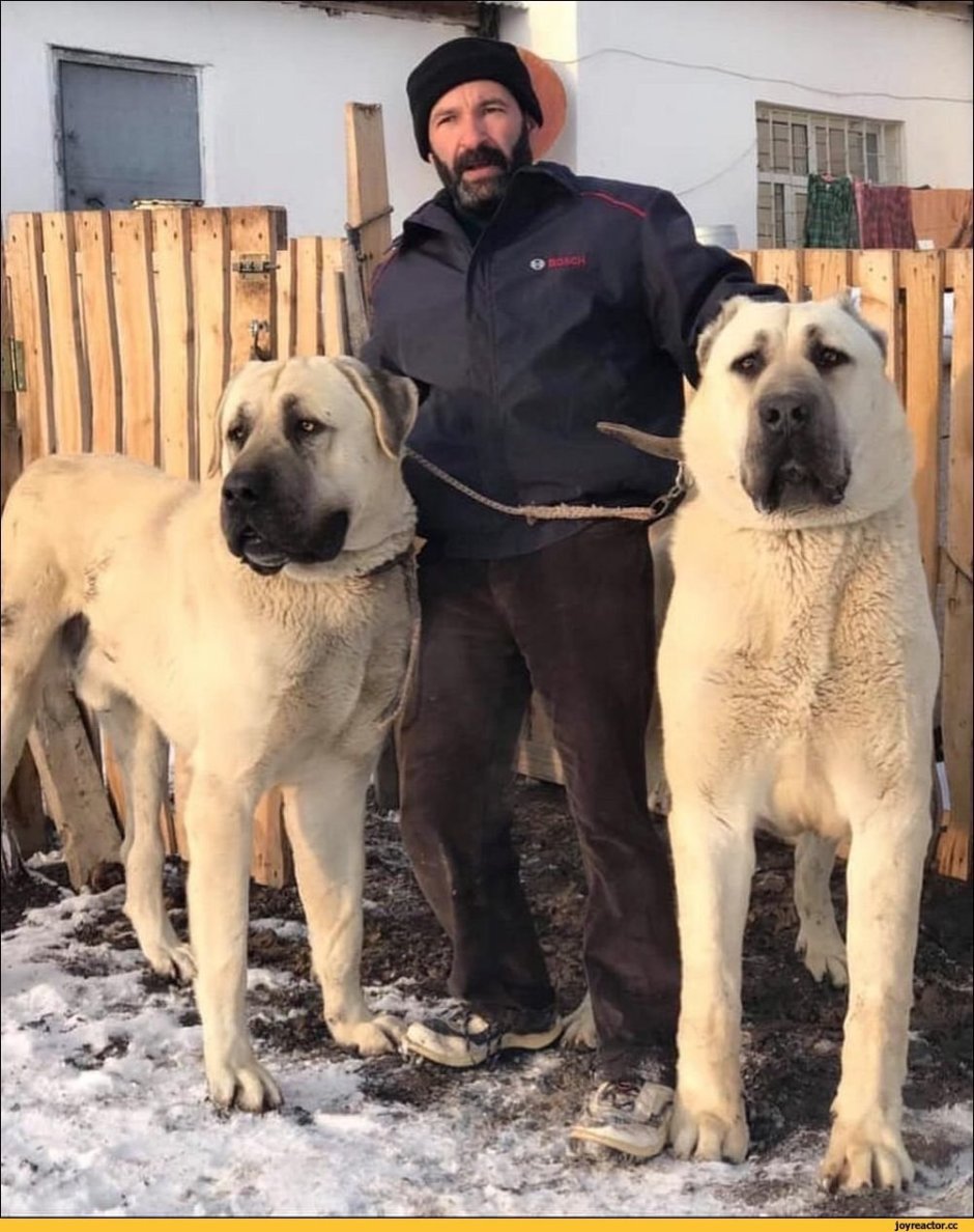 Среднеазиатская овчарка алабай щенки