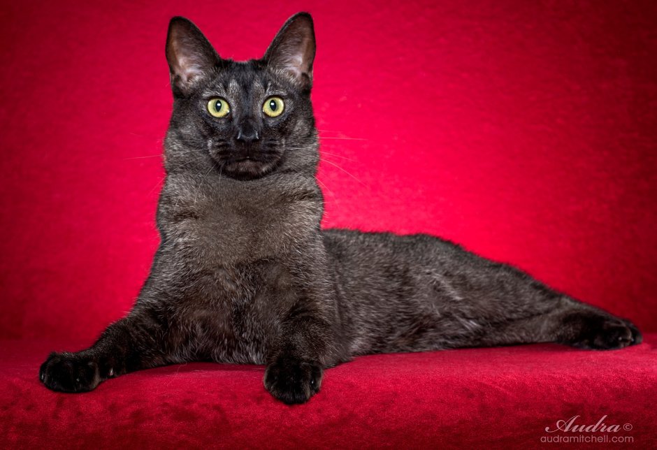 Чаузи ф2 черный