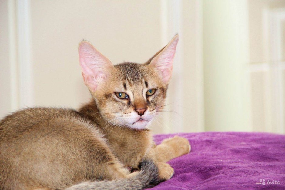 Чаузи котята маленькие